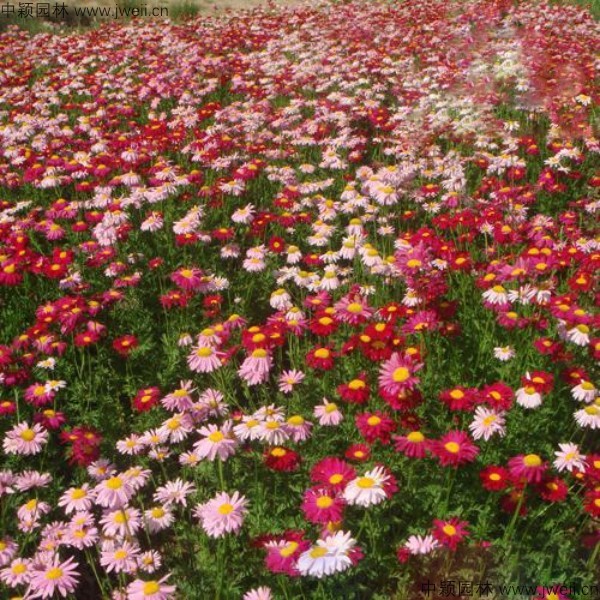 1577760131463340.jpg 除蟲菊-(17).jpg