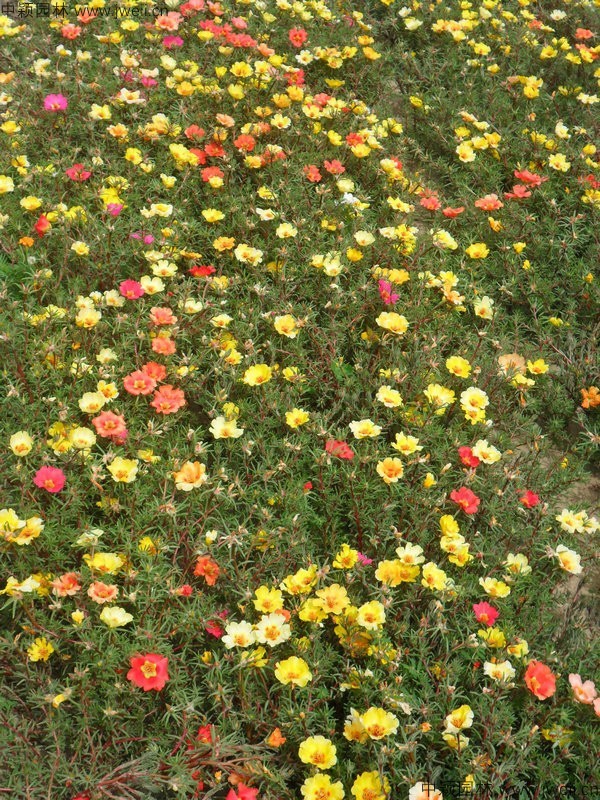 1577760232916154.jpg 太陽花半枝蓮-(5).jpg