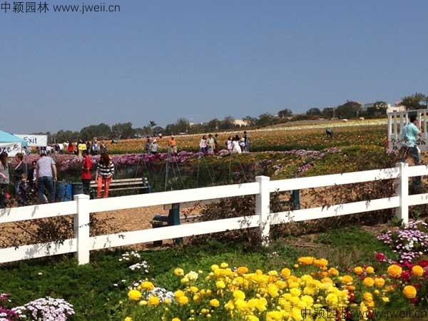 1577760297437715.jpg 花毛茛-(21).jpg