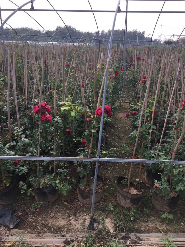 1577866775791105.jpg 月季 (108).jpg