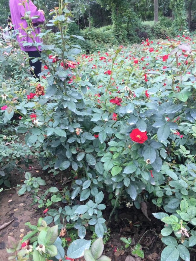 1577866787547886.jpg 月季 (111).jpg