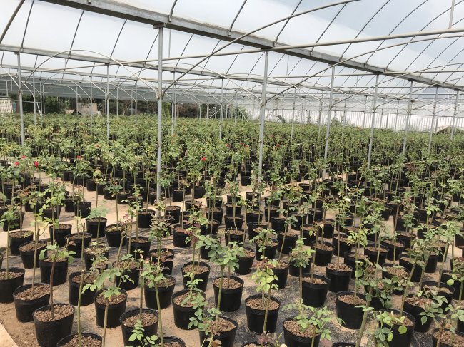 1577866852951647.jpg 月季 (113).jpg