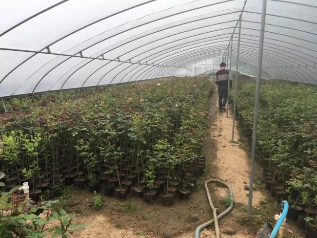 1577866861606052.jpg 月季 (114).jpg