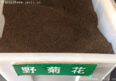 野菊花種子市場是什么價格？