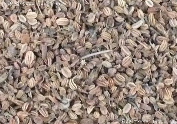 1577957552112891.jpg 野菊花1.jpg