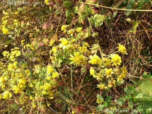 1577957596491305.jpg 野菊花4.jpg