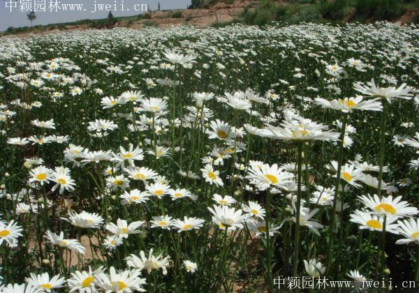 1577957615621356.jpg 野菊花5.jpg