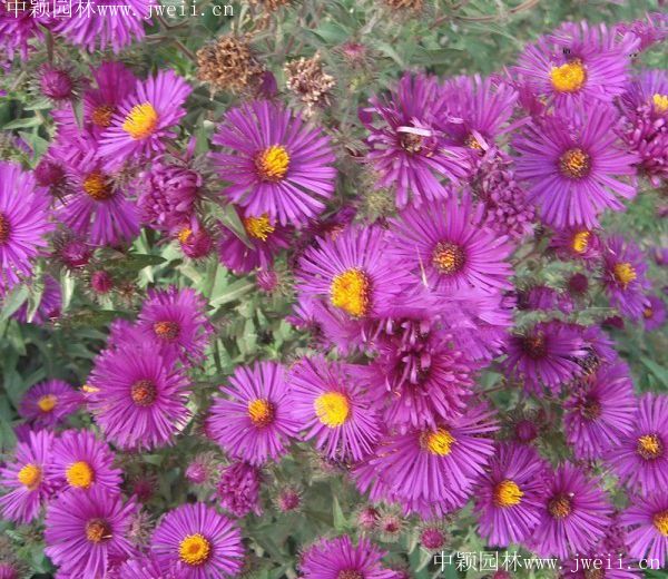 1577958780138584.jpg 野菊花7.jpg