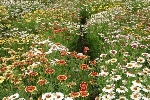 1578106515121277.jpg 野菊花11.jpg