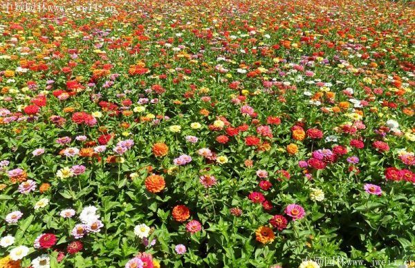 1578106526192541.jpg 野花組合1.jpg