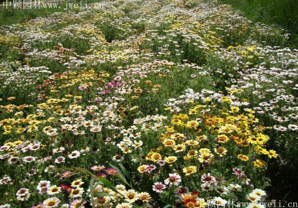 1578106562438701.jpg 野菊花13.jpg