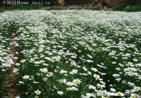 1578106578130439.jpg 野菊花6.jpg