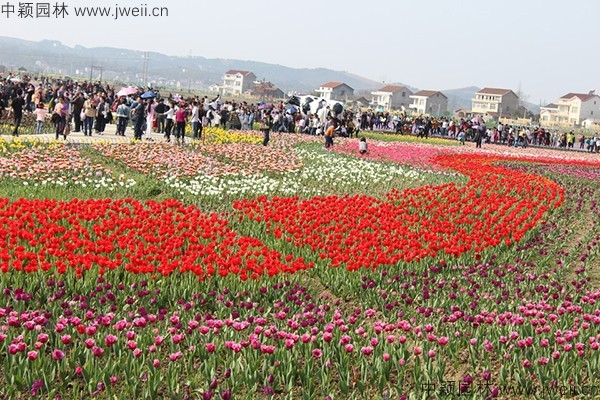 1578646401909497.jpg 郁金香 (21).jpg