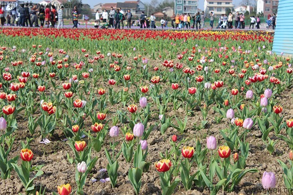 1578646494376215.jpg 郁金香 (15).jpg