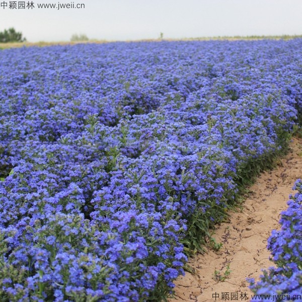 1578646569648276.jpg 南非牛舌草-(6).jpg