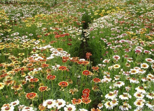 1578646642711292.jpg 花環菊-(2).jpg