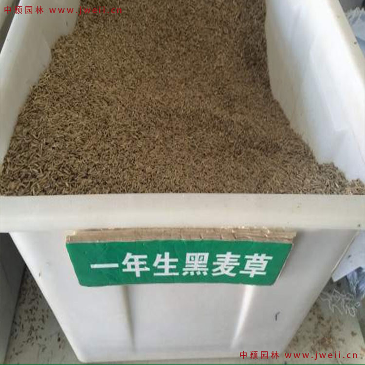 1579074709909594.jpg 黑麥草.jpg