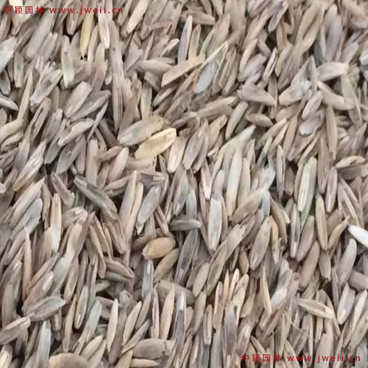 1579074720886995.jpg 黑麥草2.jpg