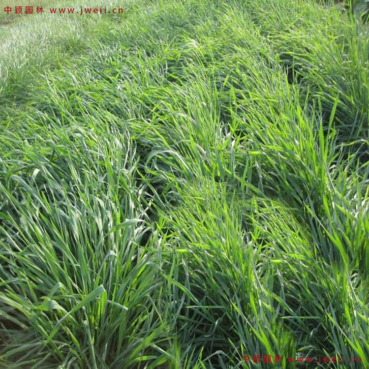 黑麥草7.jpg