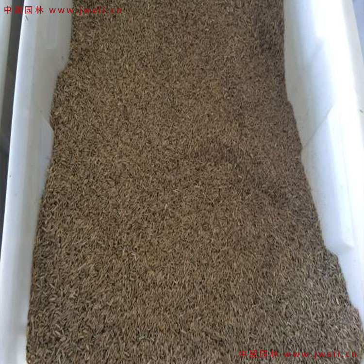 1579076359424624.jpg 黑麥草1.jpg