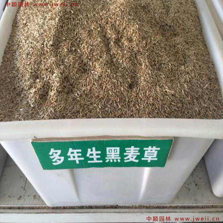 1579145430646291.jpg 多年生黑麥草.jpg