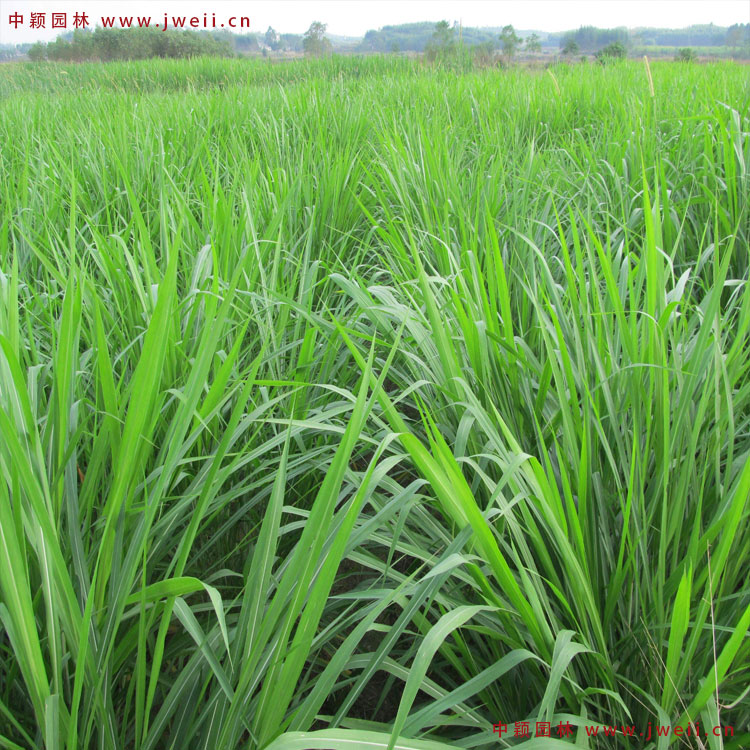 1579152191800301.jpg 黑麥草8.jpg