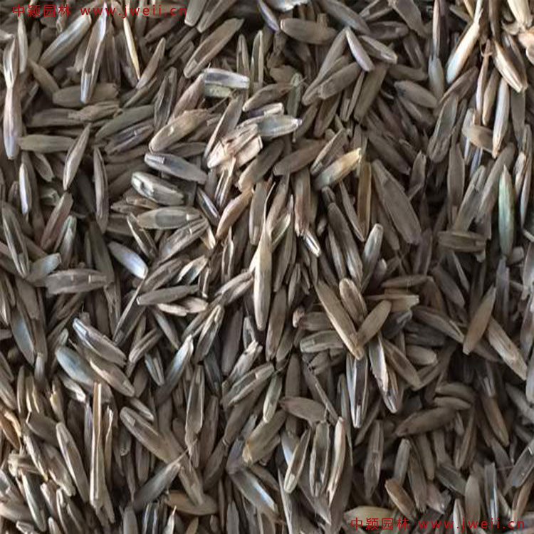 1579155950191860.jpg 多年生黑麥草2.jpg