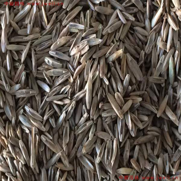 1579157286498059.jpg 多年生黑麥草1.jpg