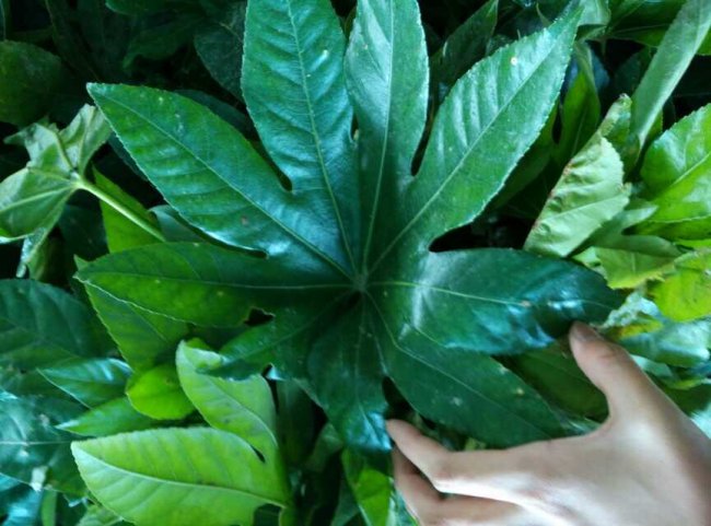 1579241508967142.jpg 八角金盤 (17).jpg