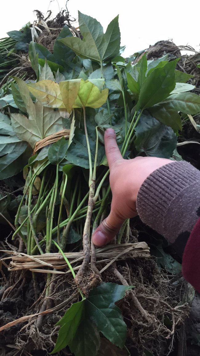 1579241533137138.jpg 八角金盤 (2)的副本.jpg