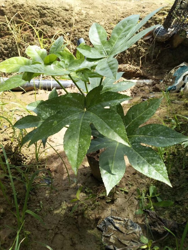 1579241563925991.jpg 八角金盤 (4).jpg