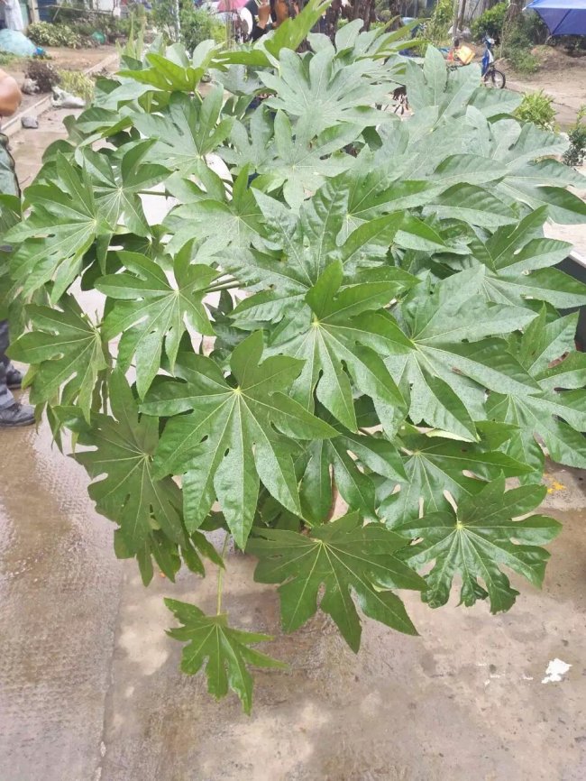 1579241609135852.jpg 八角金盤 (15).jpg