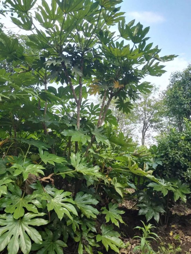 1579241617162225.jpg 八角金盤 (16).jpg