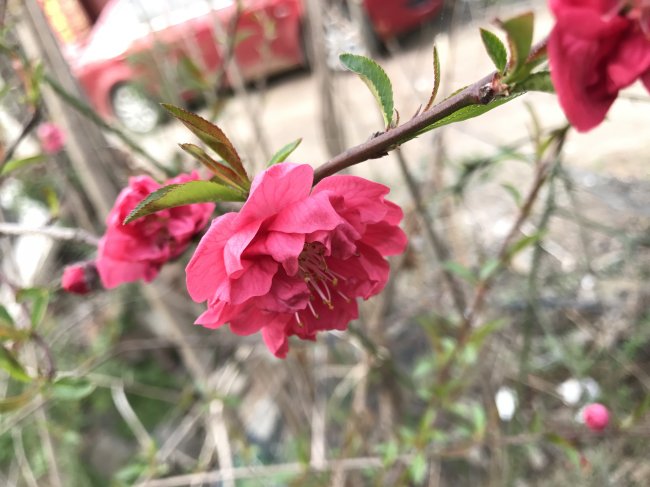 1579244916729617.jpg 碧桃的副本.jpg