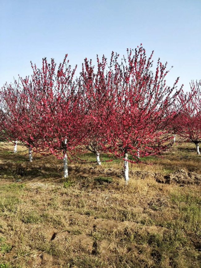 1579245557778507.jpg 碧桃 (43).jpg