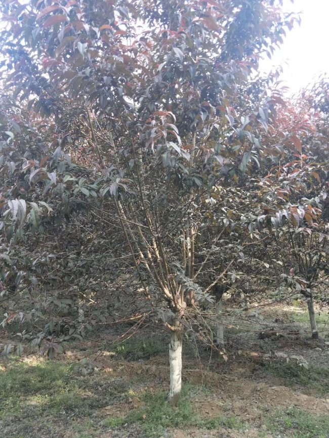 1579245575101344.jpg 碧桃 (41).jpg