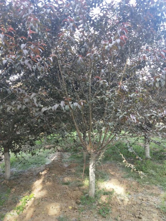 1579245585138316.jpg 碧桃 (45).jpg