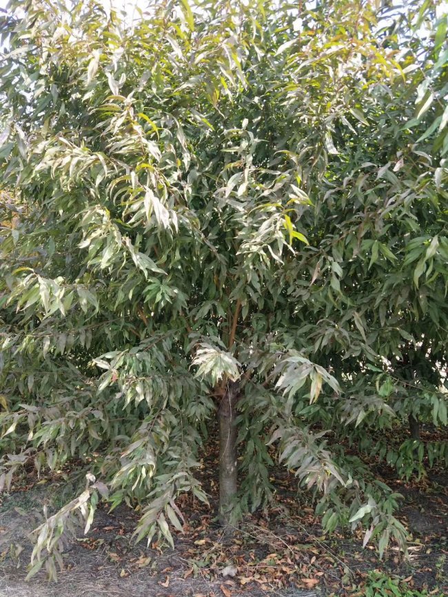 1579245726100968.jpg 碧桃 (36).jpg