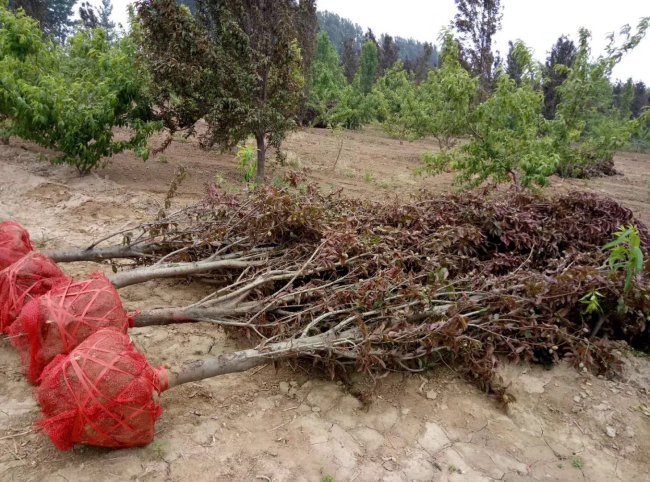 1579245762347176.jpg 碧桃 (9)的副本.jpg