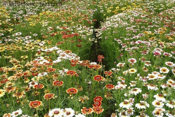 1579250747794319.jpg 野菊花9_副本.jpg