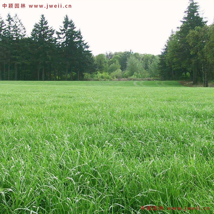 1579314793695778.jpg 黑麥草3.jpg