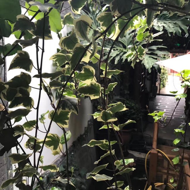 1579415235298726.jpg 常春藤 (7).jpg