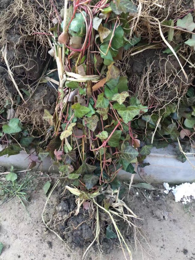 1579415330397360.jpg 常春藤 (13).jpg