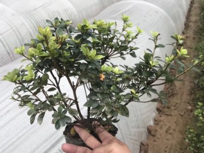 茶梅