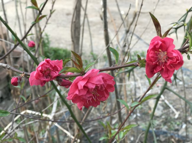 1579420360134781.jpg 碧桃 (4).jpg