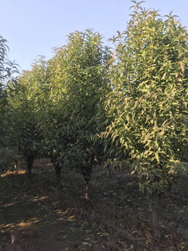 1579420432774403.jpg 碧桃 (2)的副本 2.jpg