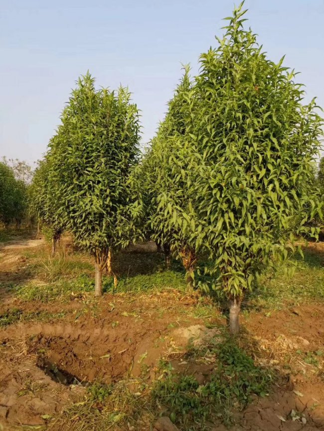 1579420449572717.jpg 碧桃 (3)的副本 2.jpg