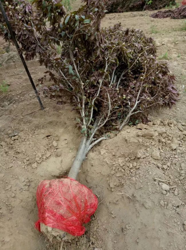 1579420499300722.jpg 碧桃 (8)的副本.jpg