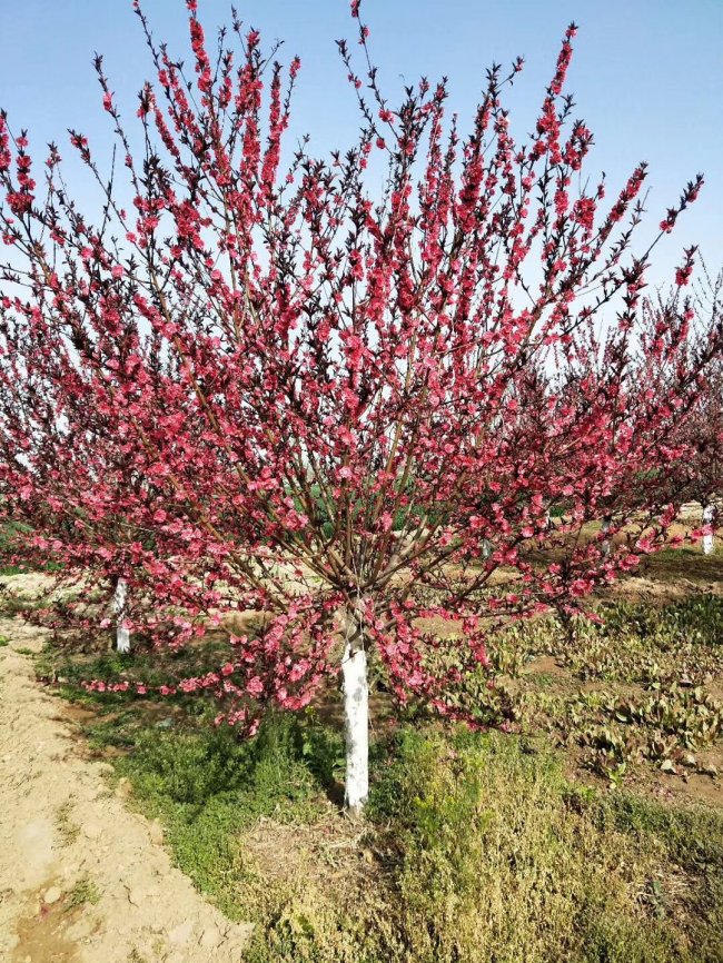 1579420527455633.jpg 碧桃 (42).jpg