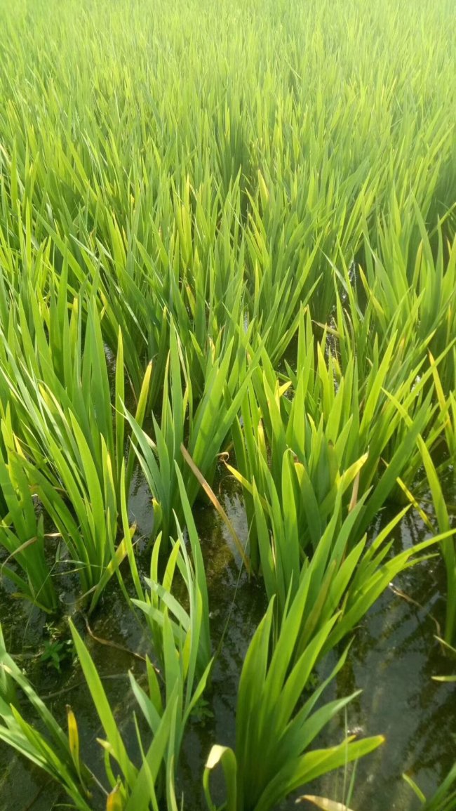 常綠鳶尾 (7).jpg